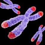 Telomeri e Psicoterapia Telomeri e Psicoterapia