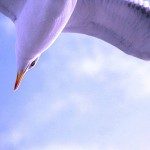 Detached Mindfulness