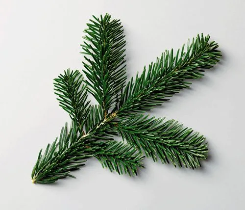 Ursus-Wehrli-The-Art-of-Clean-Up-pine1