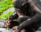 Più stupido di una scimmia? Intelligenza di uomo e primati a confronto