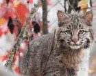 Se chi siamo lo dobbiamo (anche) ai nostri gatti…