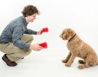 Dognition: il website per scoprire quanto è intelligente il nostro cane