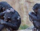 Più umani degli umani? Il senso della società negli scimpanzé