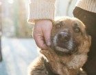 Terapia Assistita con gli animali: una nuova esperienza al carcere di San Vittore