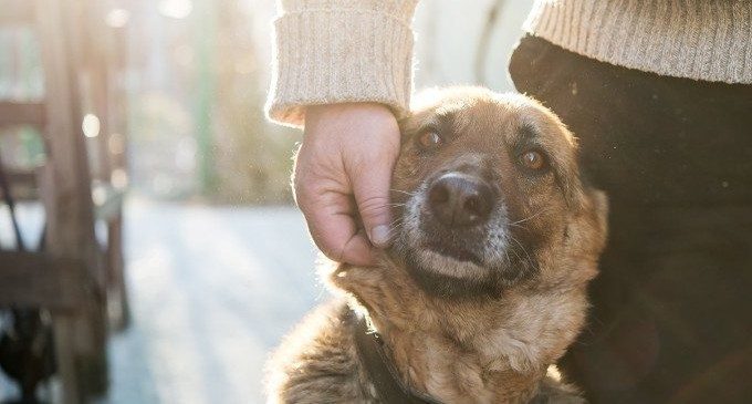 Terapia Assistita con gli animali: una nuova esperienza al carcere di San Vittore