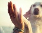 Il rapporto con gli animali tra ambivalenze e paradossi