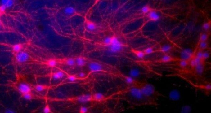 Fiocchi di grafene per calmare le sinapsi: la tecnologia al grafene apre nuovi orizzonti terapeutici