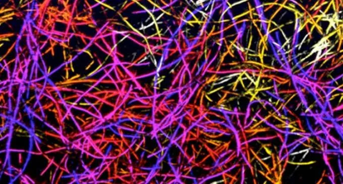 Un ponte di carbonio fra tessuti nervosi - Una spugna hightech connette i neuroni in vitro (ed è biocompatibile in vivo)