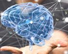 Ipotalamo e ipofisi: le funzioni – Introduzione alla psicologia