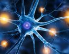 Il neurone: l’anatomia e i diversi tipi della cellula nervosa – Introduzione alla psicologia