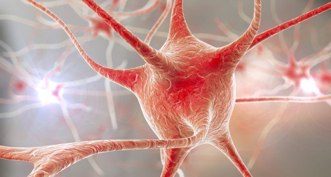 La scoperta di un neurone “di quartiere” che favorisce l’orientamento