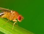 Dormire o fare sesso? I comportamenti della Drosophila, il moscerino della frutta