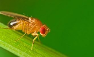 Dormire o fare sesso? I comportamenti della Drosophila, il moscerino della frutta