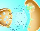 I neurotrasmettitori: che cosa sono e le diverse tipologie – Introduzione alla Psicologia