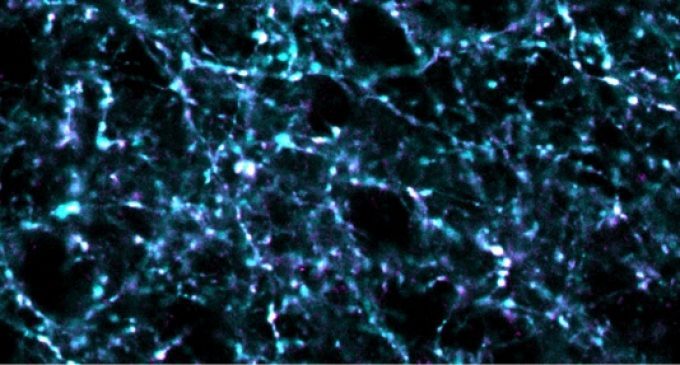 Come un cielo stellato: una ricerca UNISR sviluppa un sistema per rilevare l’attività sinaptica in vivo