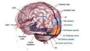 La corteccia visiva: come il cervello elabora le immagini -Introduzione alla Psicologia