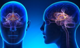 Il sistema limbico – Introduzione alla Psicologia Il sistema limbico – Introduzione alla Psicologia