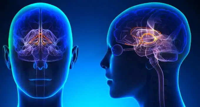 Sistema limbico anatomia, connessioni e funzioni - Psicologia