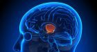 Il talamo: anatomia e funzioni – Introduzione alla Psicologia