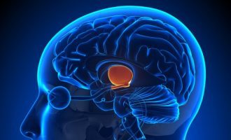 Il talamo: anatomia e funzioni – Introduzione alla Psicologia Il talamo: anatomia e funzioni – Introduzione alla Psicologia