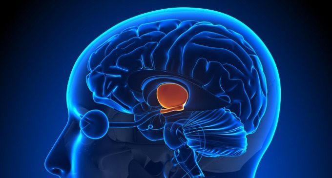 Il talamo: anatomia e funzioni – Introduzione alla Psicologia