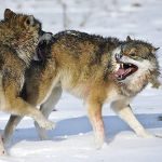 Il Bullo, il Maschio Alpha e la lotta per lo Status Sociale - Immagine: © Kimsonal - Fotolia.com anteprima