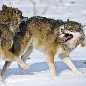 Il Bullo, il Maschio Alpha e la lotta per lo Status Sociale - Immagine: © Kimsonal - Fotolia.com