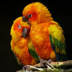 La Scelta del Partner. Immagine: © Christian Maurer - Fotolia.com -