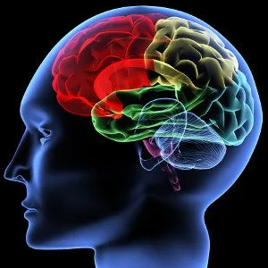 Cervello, Neuroni Specchio. - Immagine: © V. Yakobchuk - Fotolia.com -