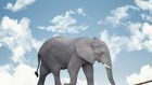 Adolescenza: L’età degli Elefanti in Equilibrio Su un Filo