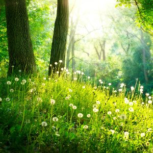 Fenomenologia del giro nel parco. - Immagine: © Subbotina Anna - Fotolia.com