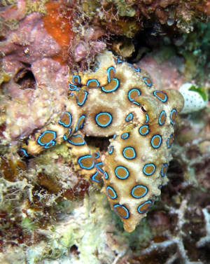 Hapalochlaena lunulata. - Immagine: Wikipedia