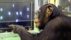 Sei più intelligente dello scimpanzé? – Psicologia Comparativa