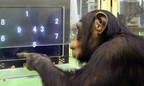 Scimpanzé - Esperimento