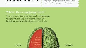 Language and Brain - Infographics - Immagine www.voxyblog.com FEATURED