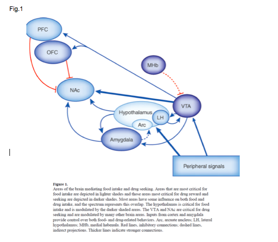 Food Addiction: una nuova forma di dipendenza? Risposte comportamentali e correlati neuronali