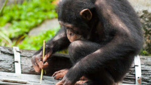 Più stupido di una scimmia intelligenza di uomo e primati a confronto - Immagine: Fotolia_60135926