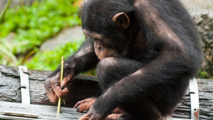 Più stupido di una scimmia? Intelligenza di uomo e primati a confronto