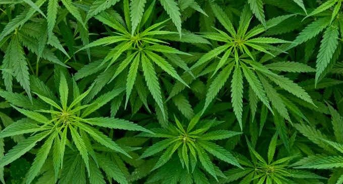 Uso di cannabis e insorgenza di disturbi psichiatrici: quale relazione?