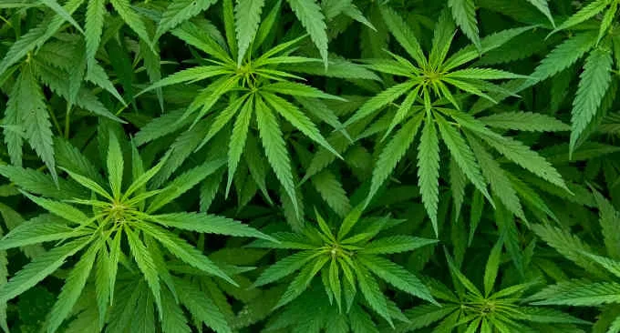 Uso di cannabis e insorgenza di disturbi psichiatrici quale relazione - Immagine: Fotolia_46939324