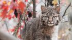 Se chi siamo lo dobbiamo (anche) ai nostri gatti…