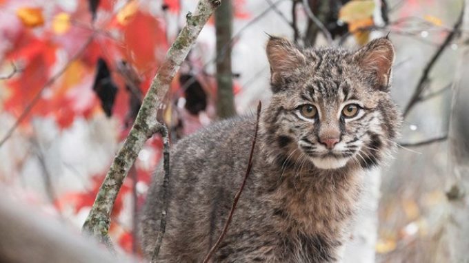 Se chi siamo lo dobbiamo (anche) ai nostri gatti…