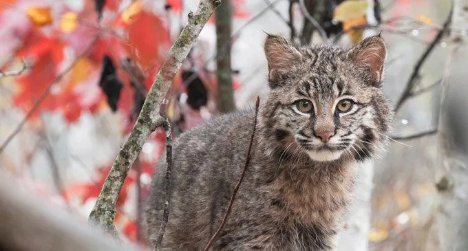 Se chi siamo lo dobbiamo ai nostri gatti - 2