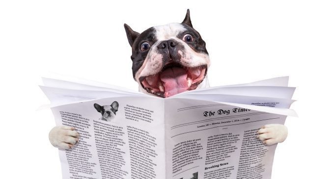 Dognition: il website per scoprire quanto è intelligente il nostro cane