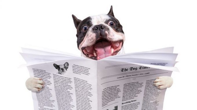 Dognition: il website per scoprire quanto è intelligente il nostro cane