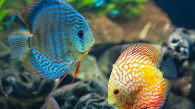 Etologia: nelle femmine dei pesci il cervello più grande è associato ad una maggiore sopravvivenza