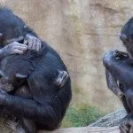 Più umani degli umani? Il senso della società negli scimpanzé - Immagine: 83580577