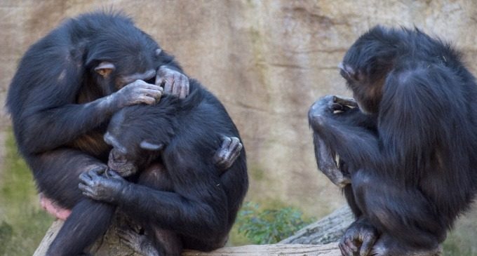 Più umani degli umani? Il senso della società negli scimpanzé - Immagine: 83580577