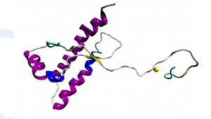 La proteina prionica è protettiva contro l’epilessia: confermato con accuratezza senza precedenti il ruolo neuroprotettivo di PrPC