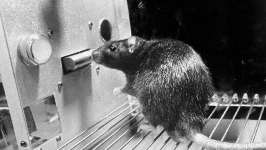 Il Padre Del Condizionamento Operante è Burrhus Skinner: il padre del condizionamento operante - Psicologia